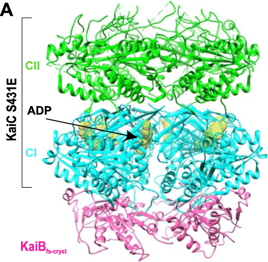 Fig. 6