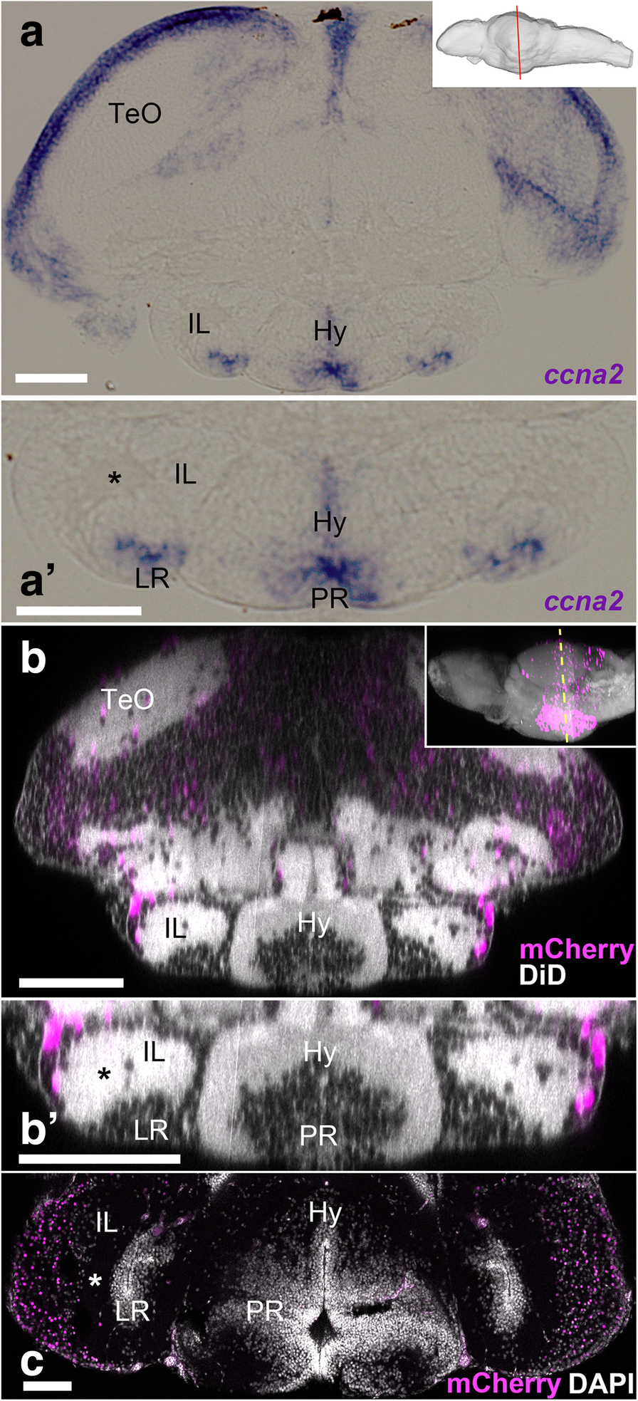 Fig. 7