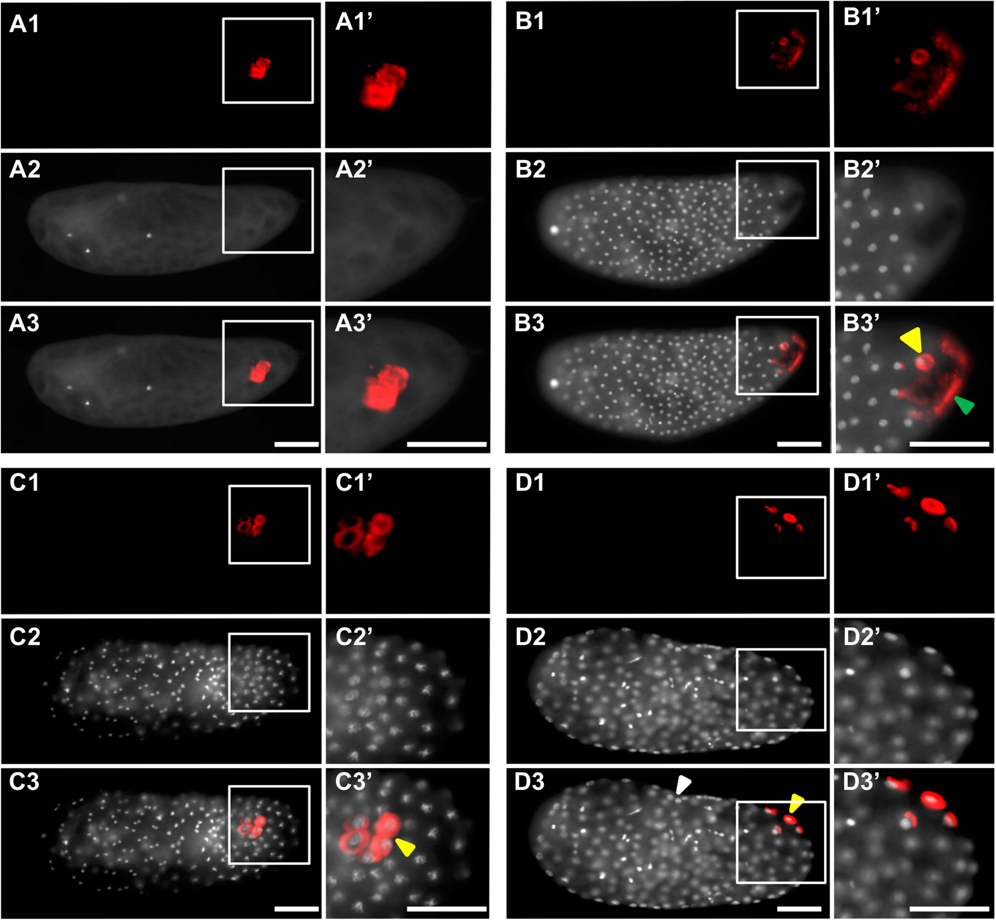 Fig. 10.