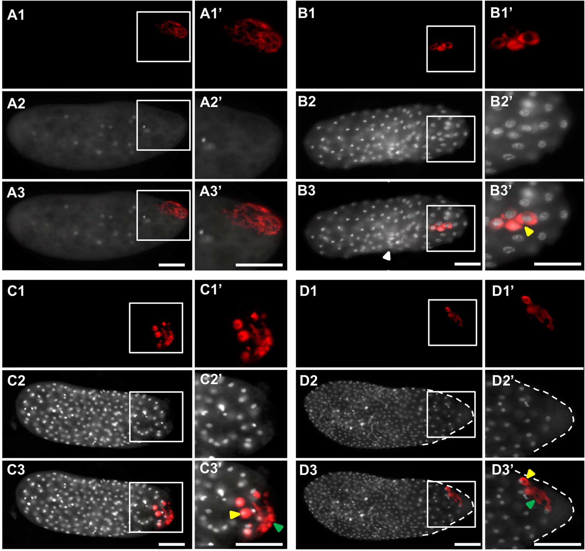 Fig. 8.