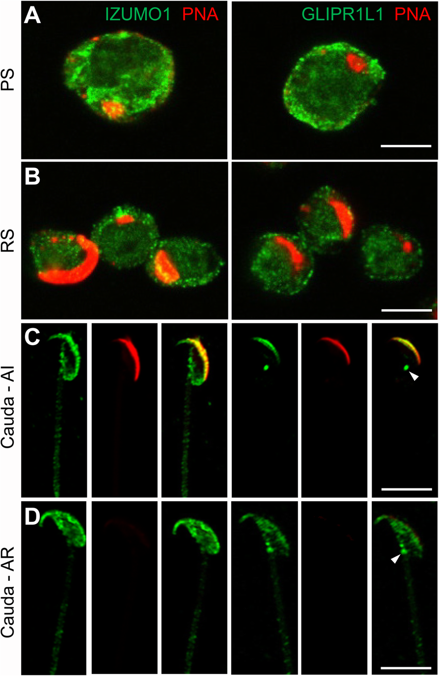 Fig. 4