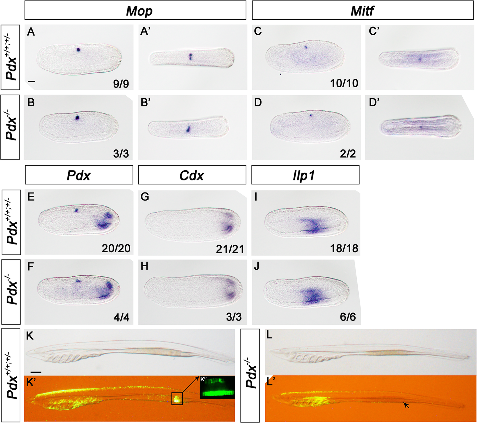 Fig. 2