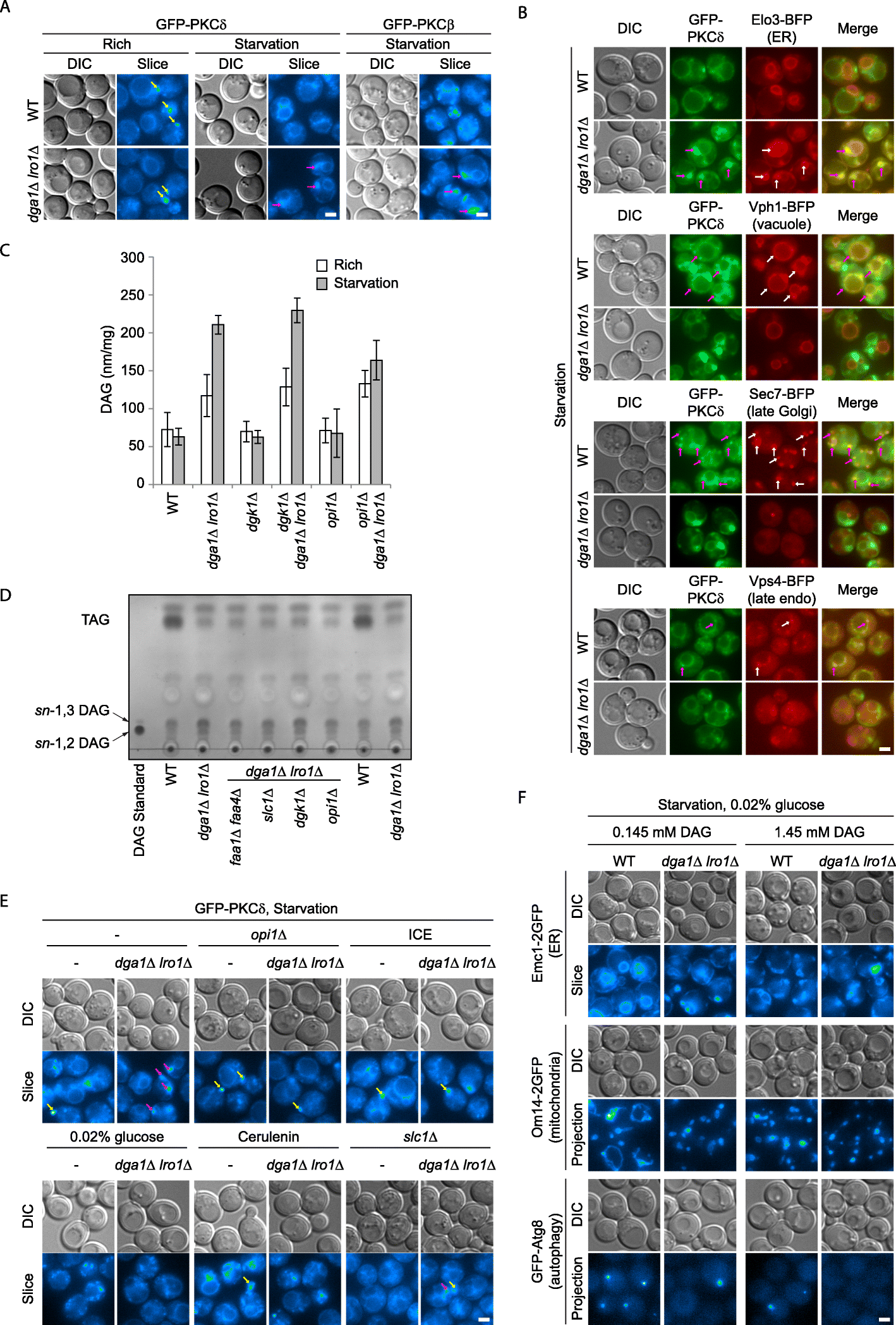 Fig. 5