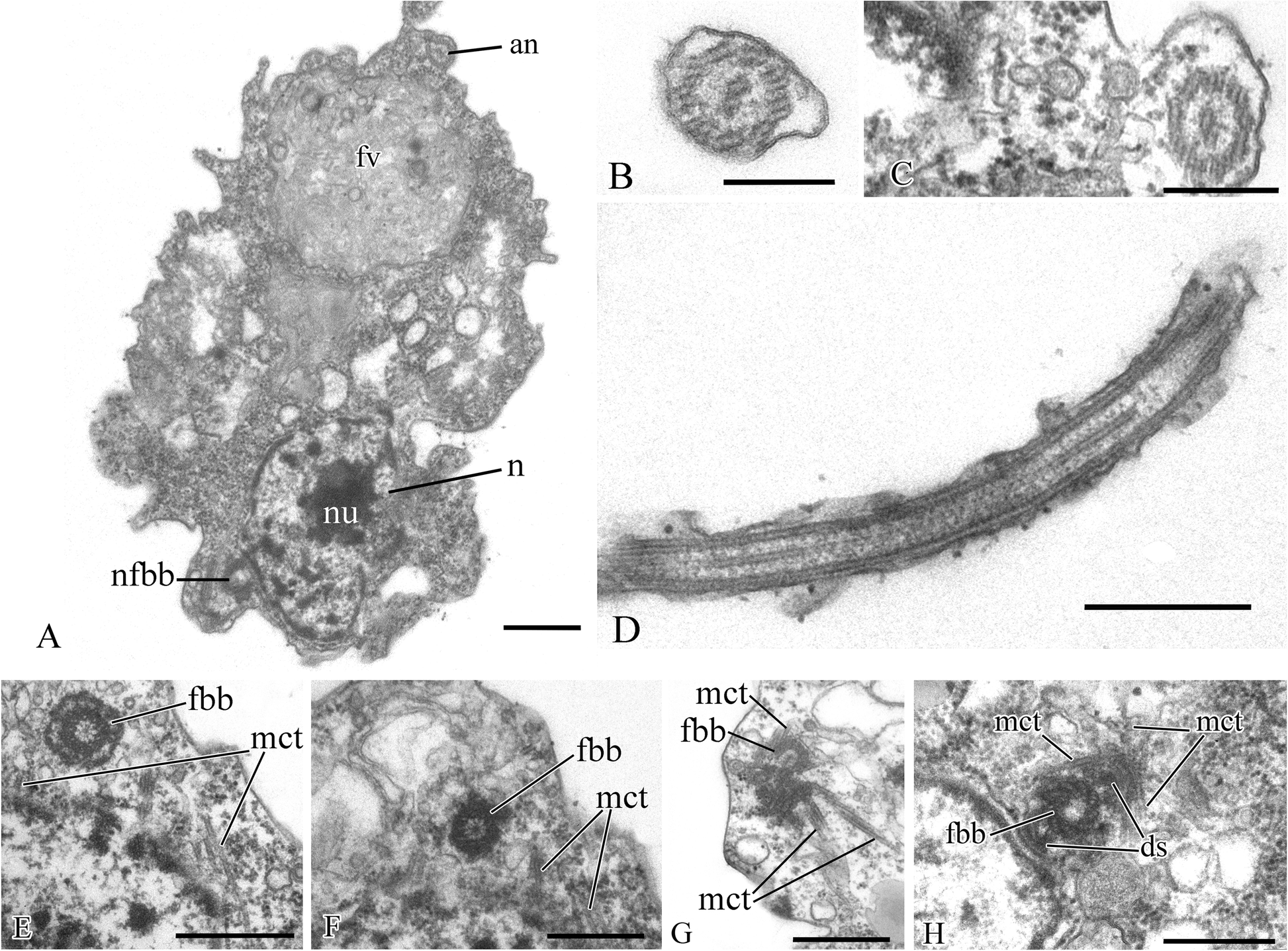 Fig. 12