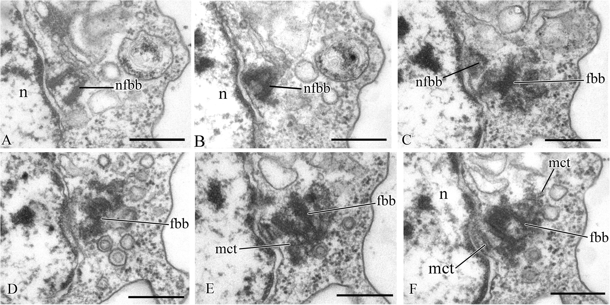 Fig. 9