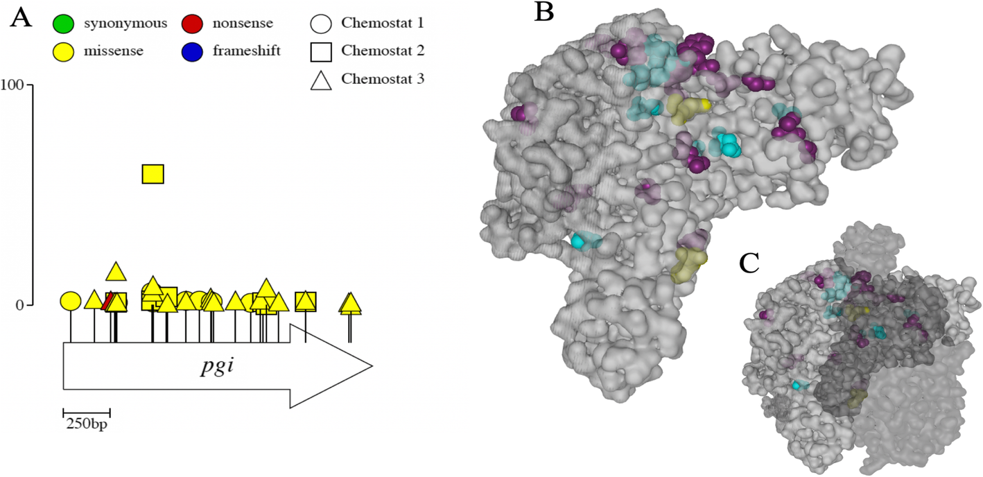 Fig. 8