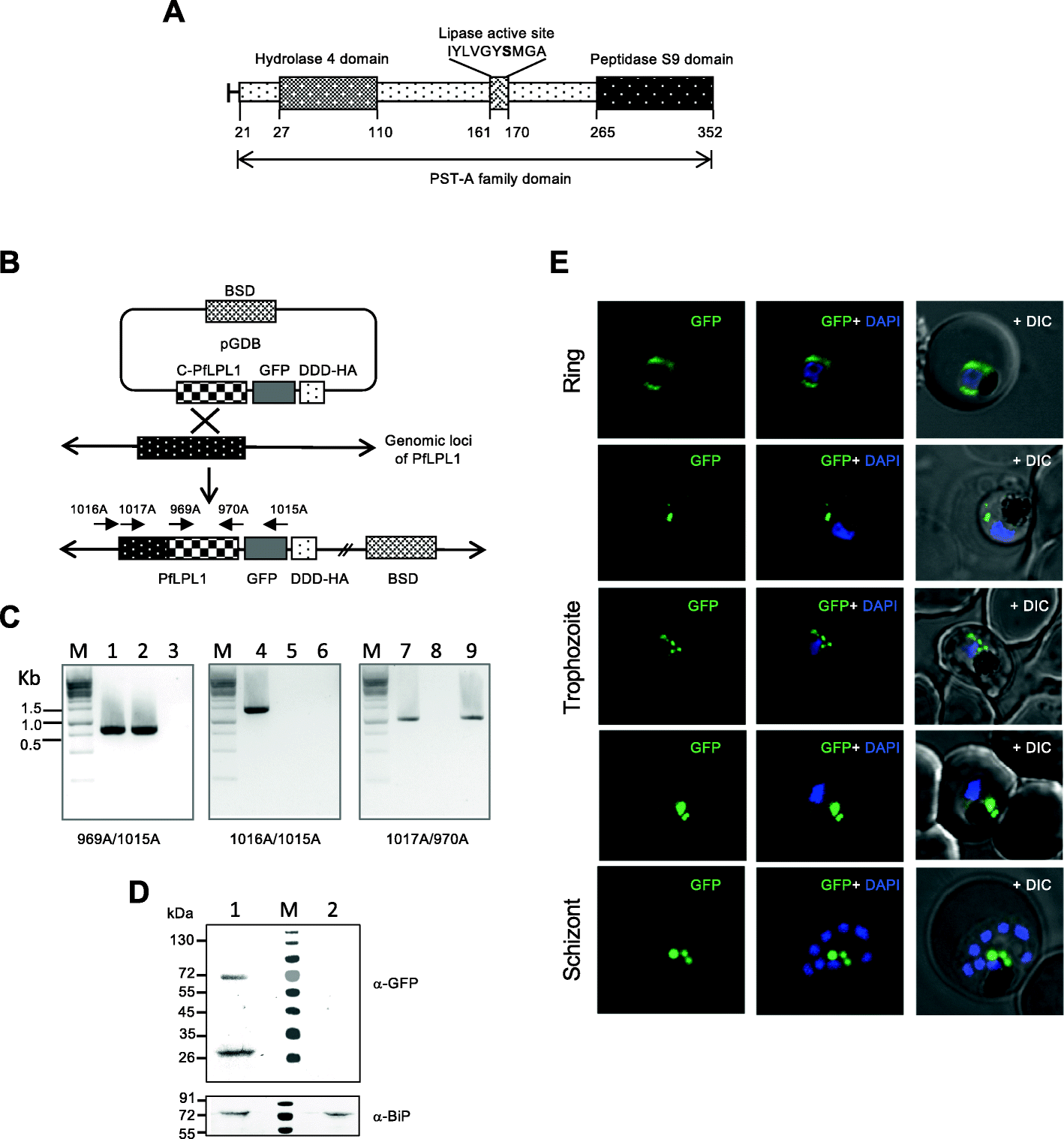 Fig. 1