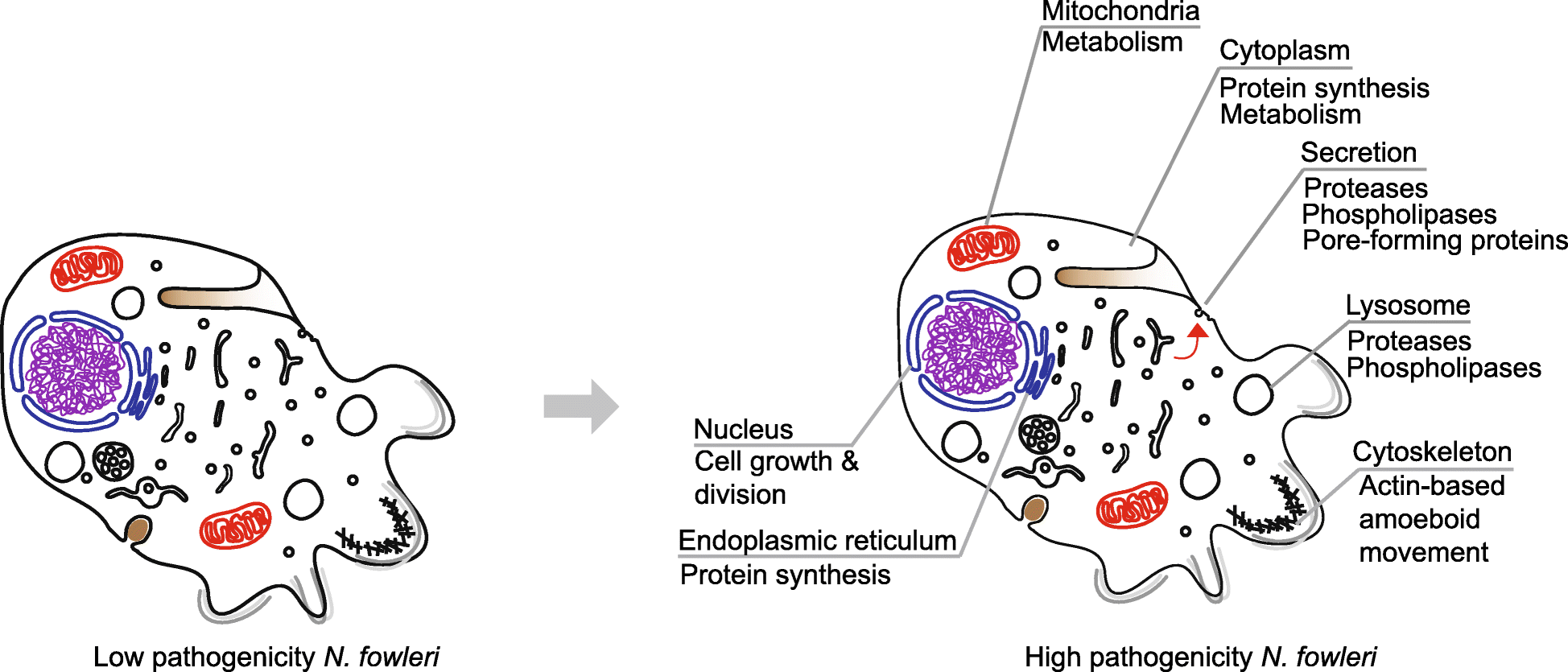 Fig. 5