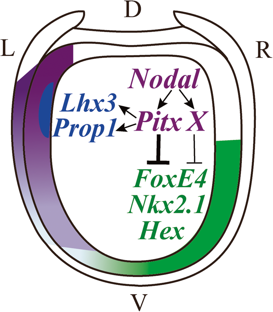 Fig. 10