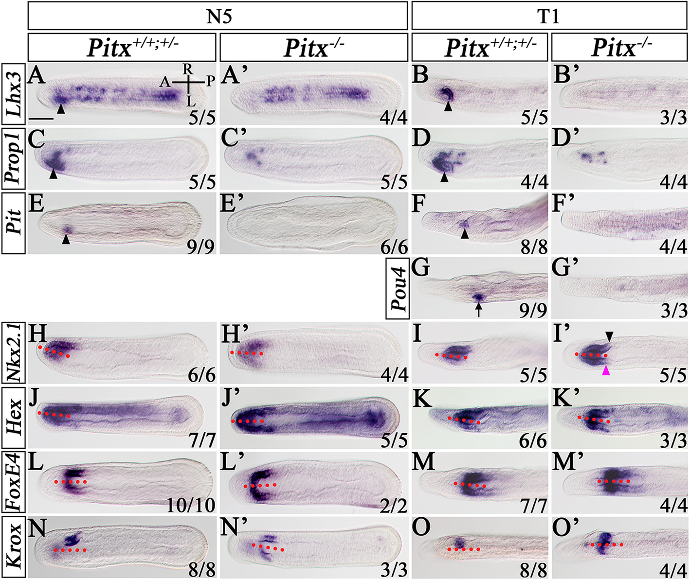 Fig. 3