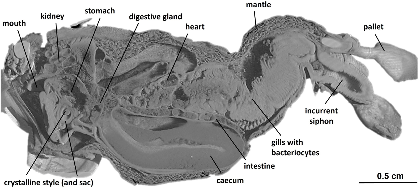 Fig. 3