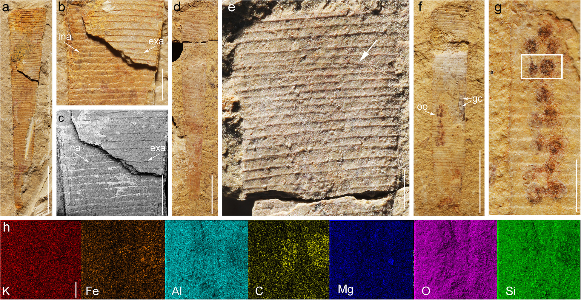 Fig. 7