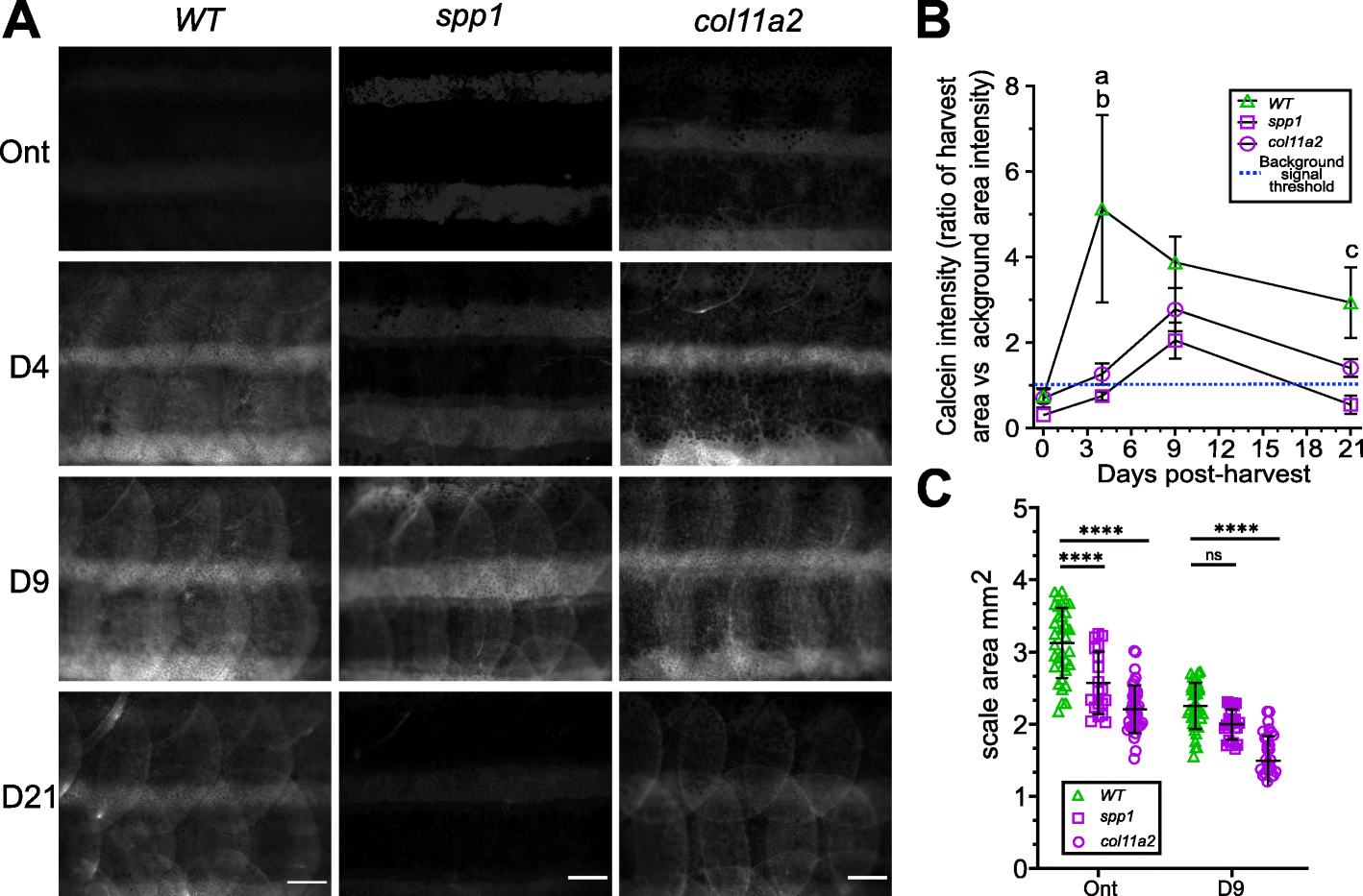 Fig. 9