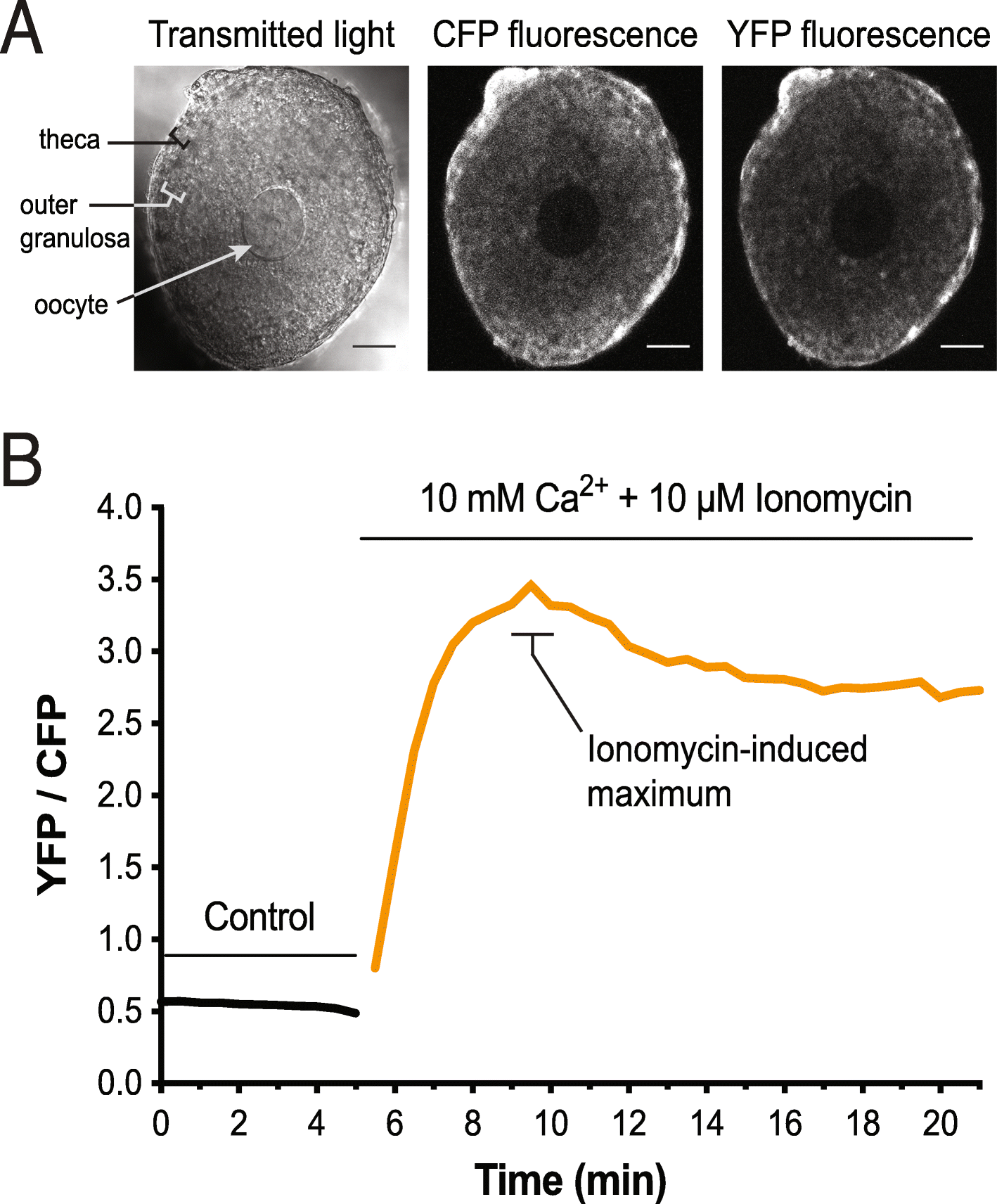 Fig. 10