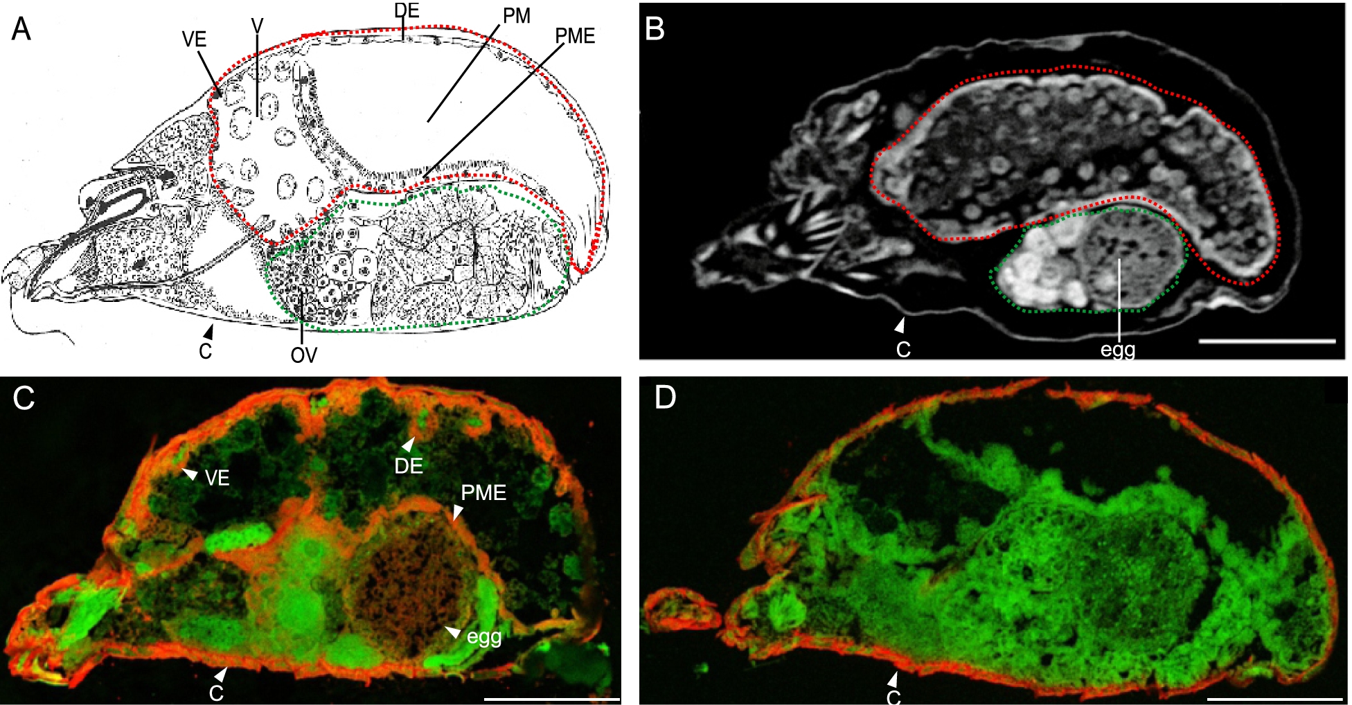 Fig. 3