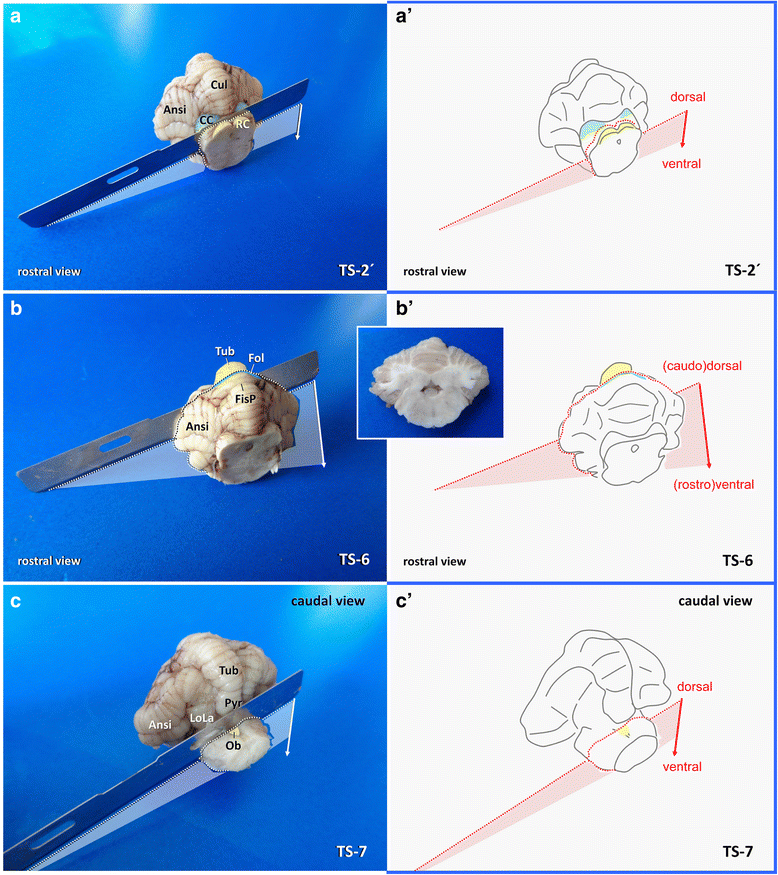 Fig. 15