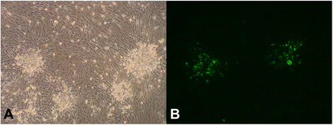 Fig. 2