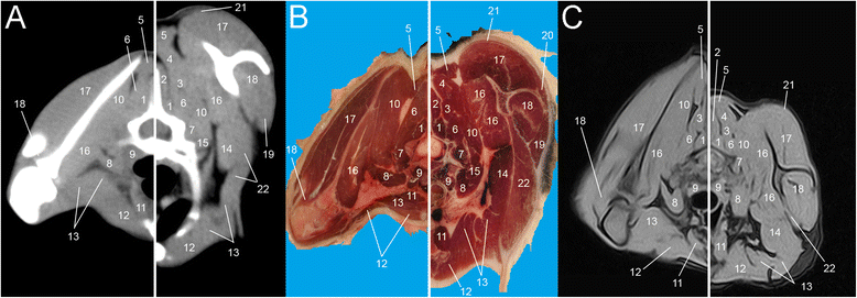 Fig. 5