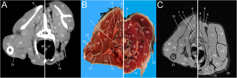 Fig. 6