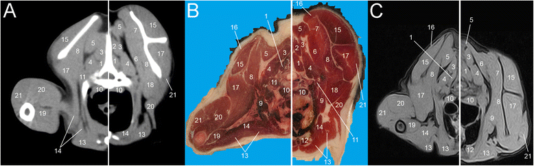 Fig. 7