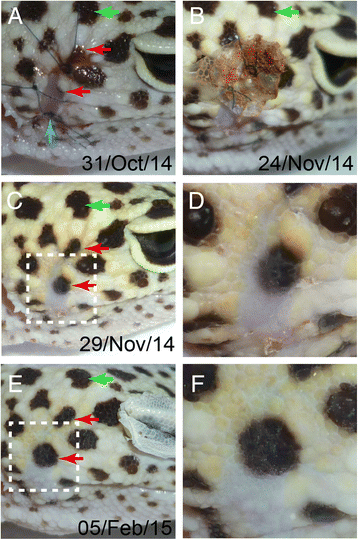 Fig. 2