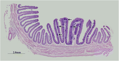 Fig. 3