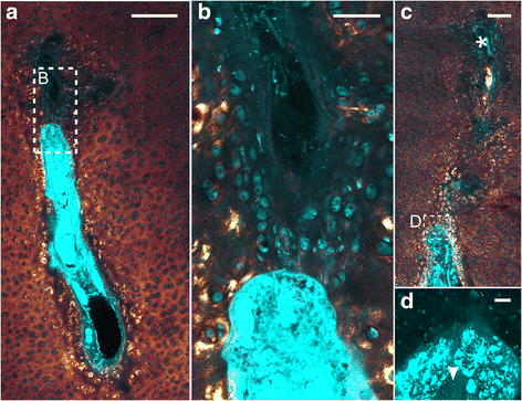 Fig. 6