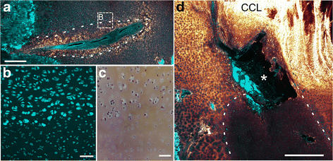 Fig. 8