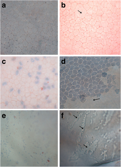 Fig. 5