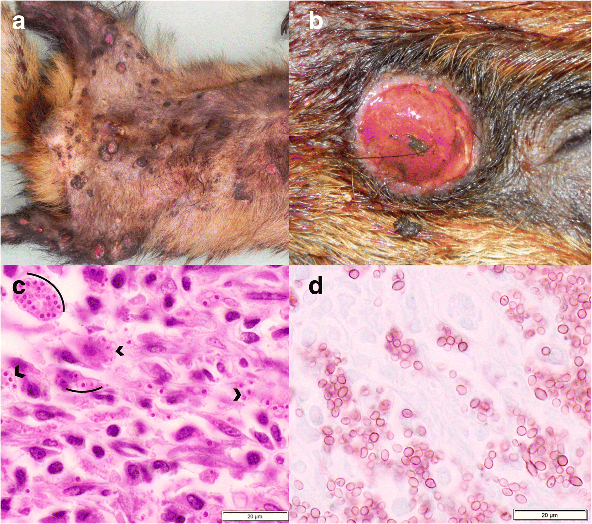 Fig. 5