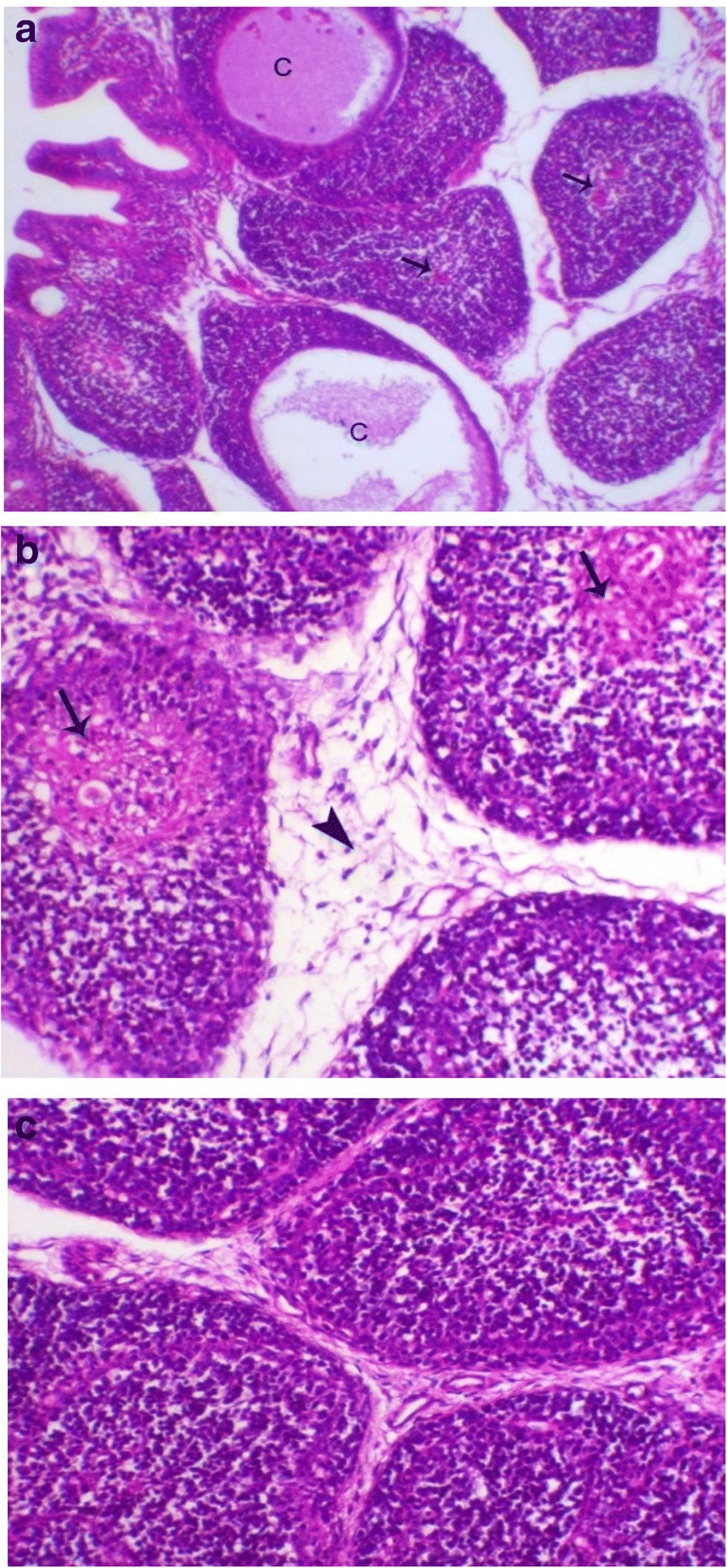 Fig. 4