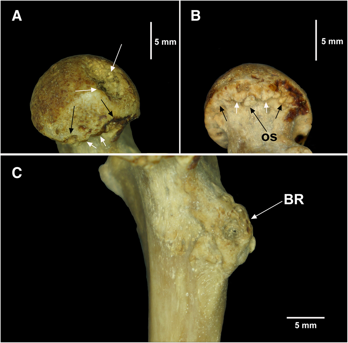 Fig. 10