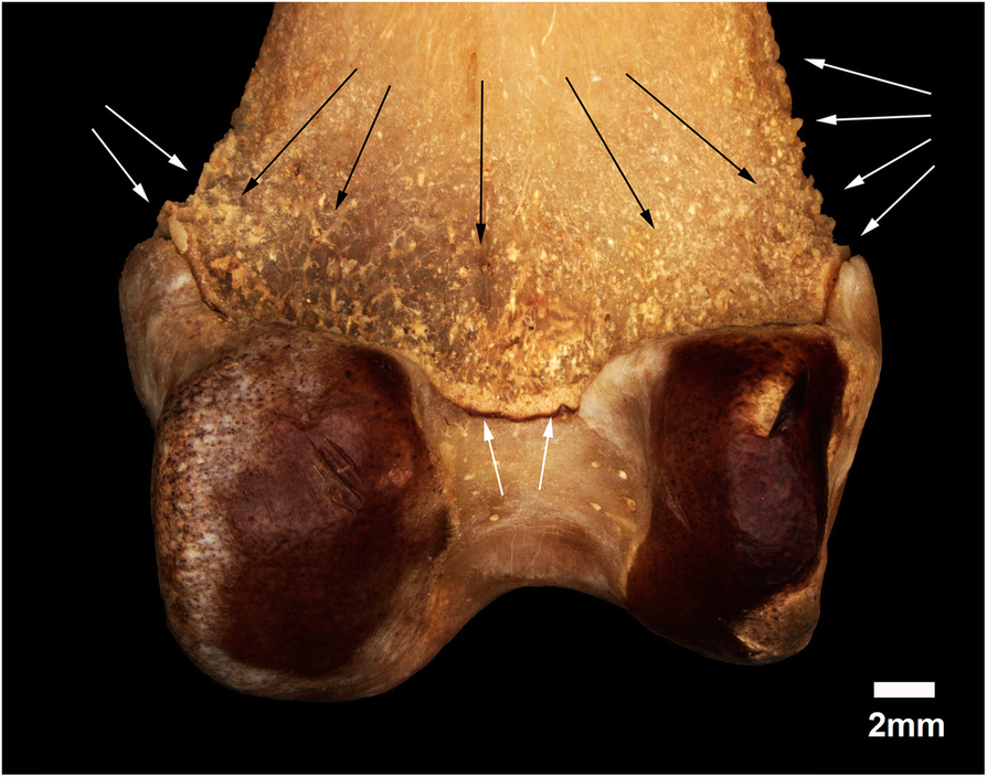 Fig. 12