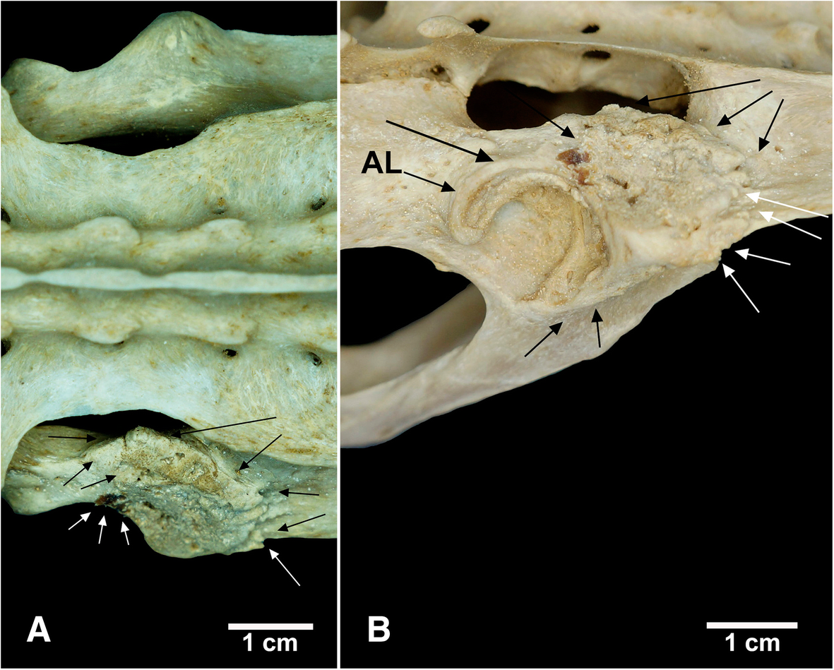 Fig. 8