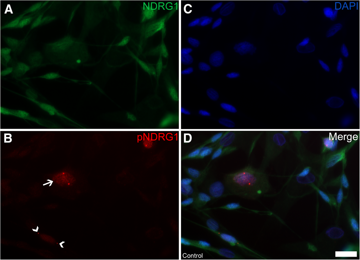 Fig. 12