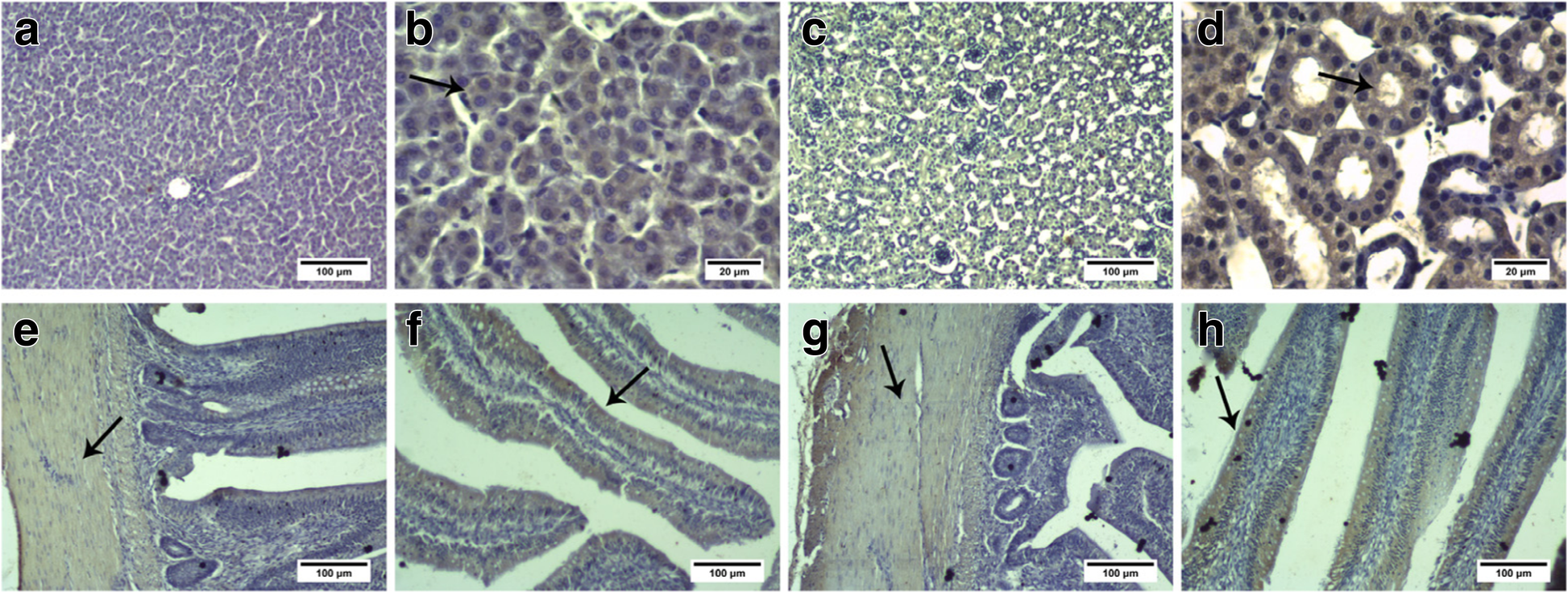 Fig. 4