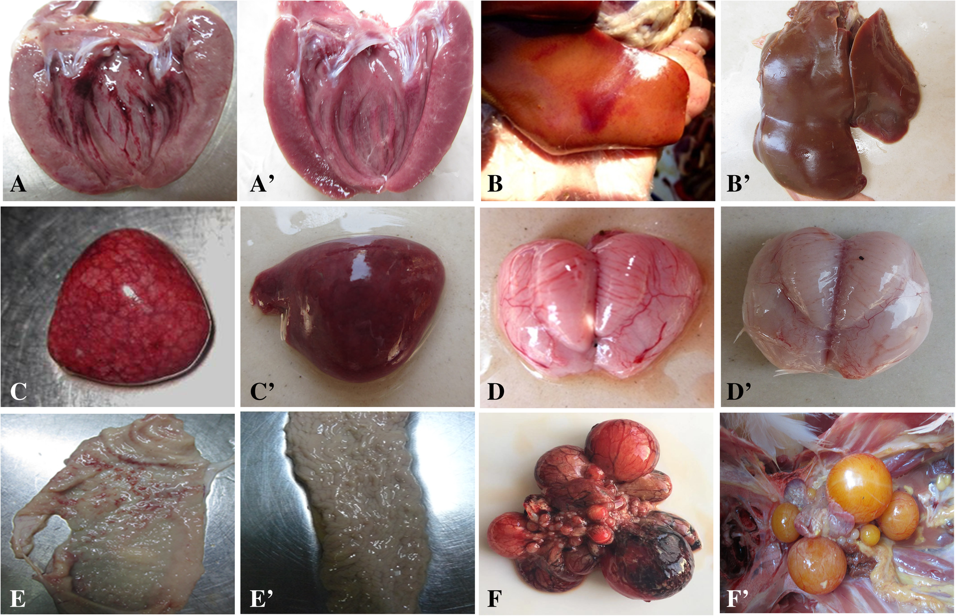 Fig. 2