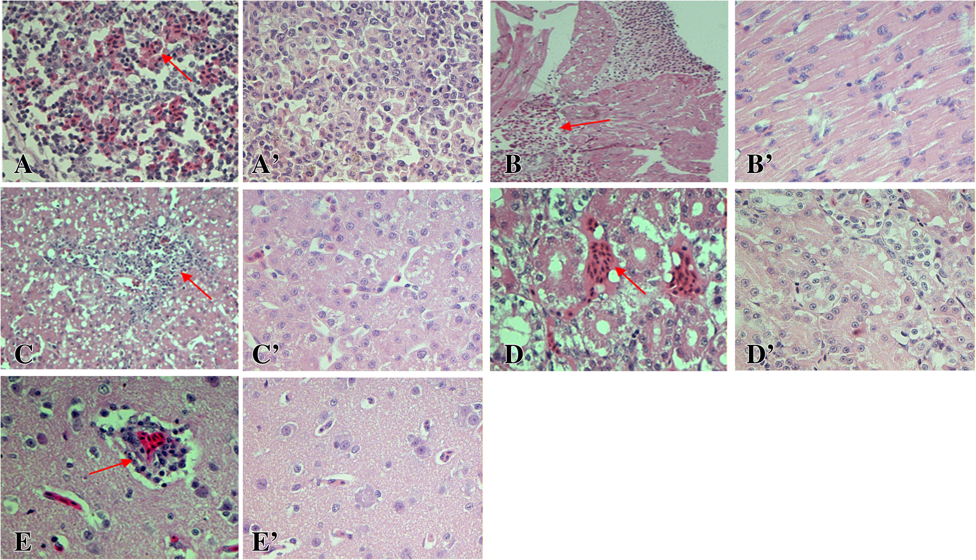 Fig. 3