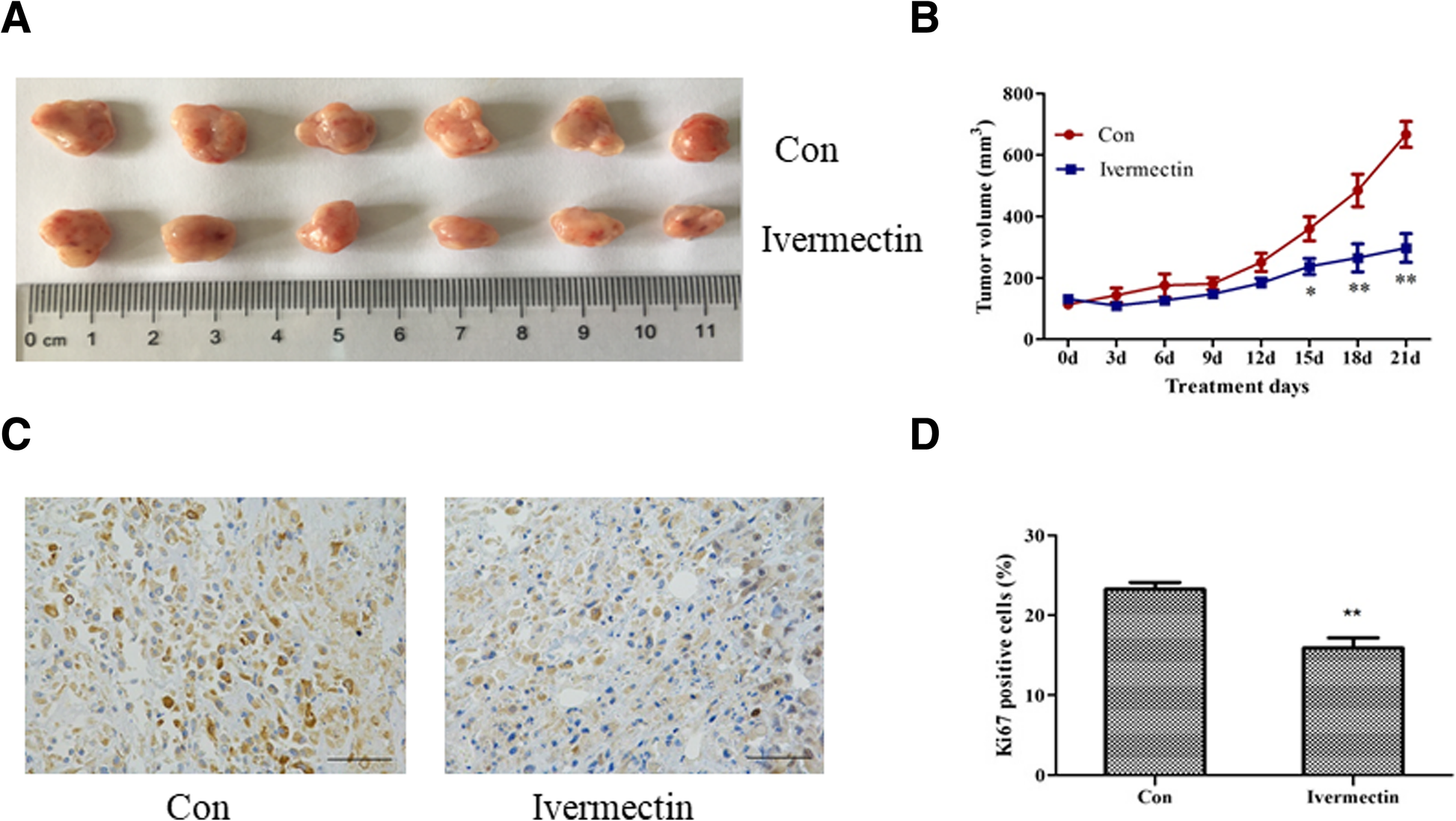 Ivermectin Inhibits Canine Mammary Tumor Growth By Regulating Cell Cycle Progression And Wnt Signaling Bmc Veterinary Research Full Text