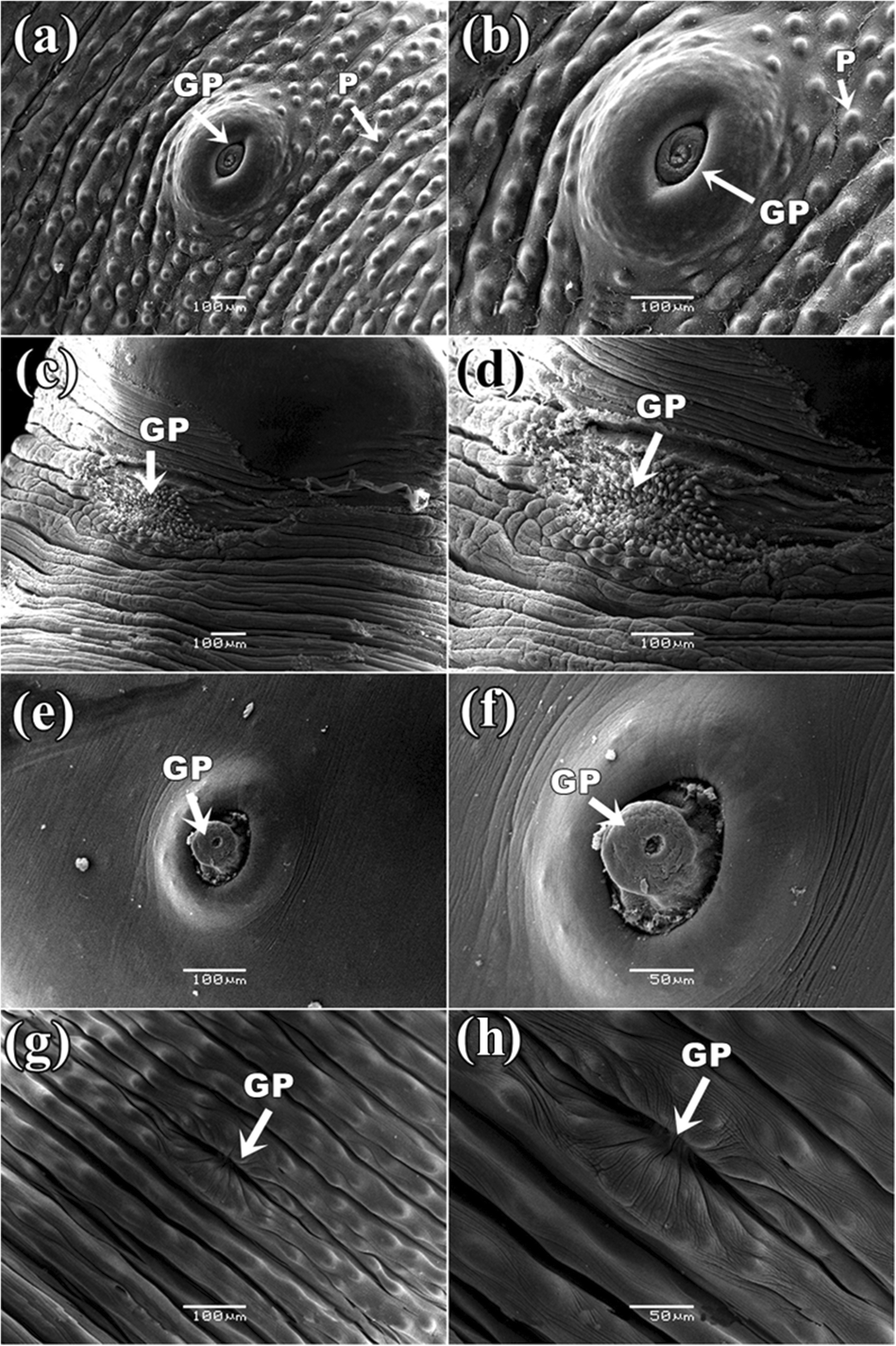 Fig. 10