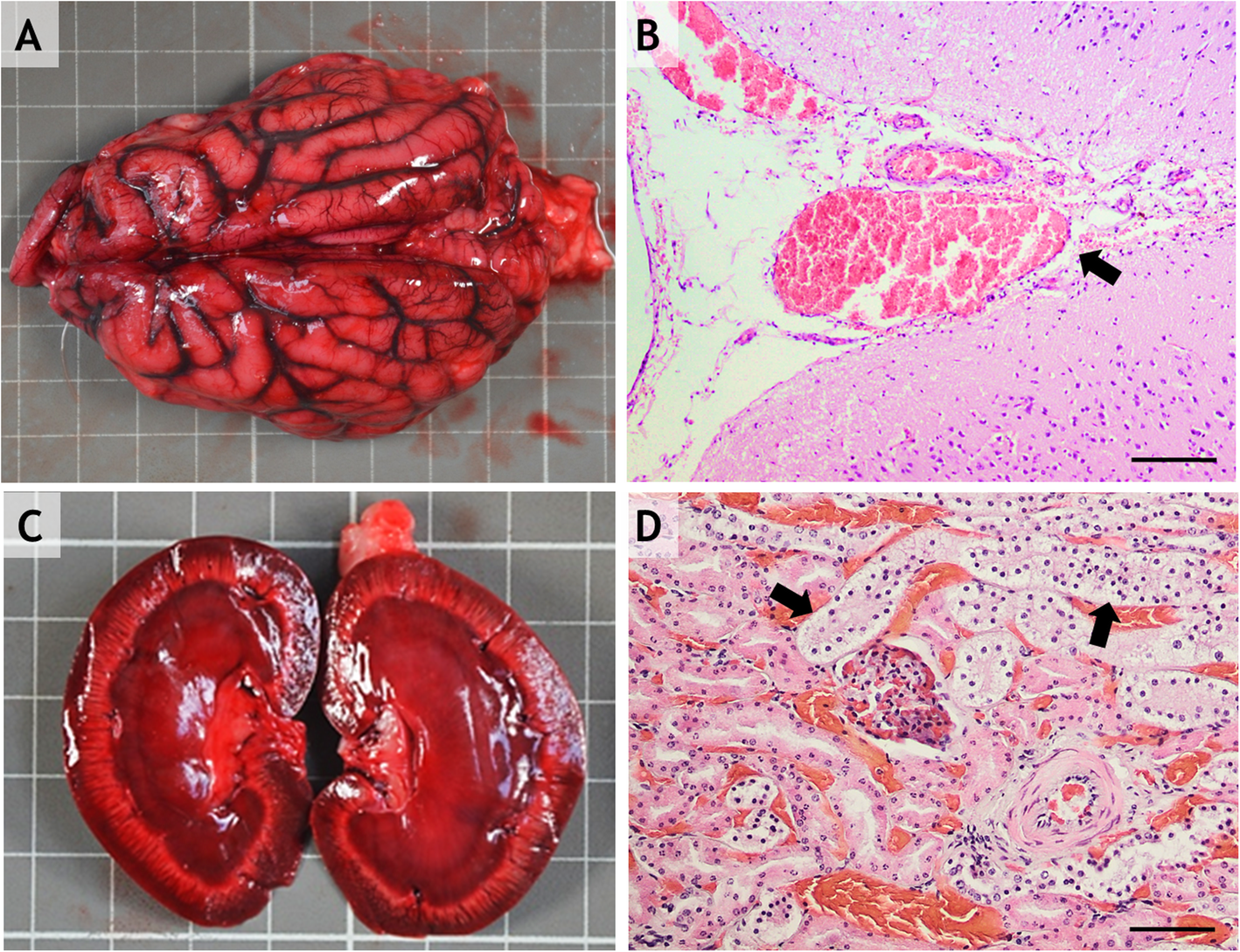 Fig. 4