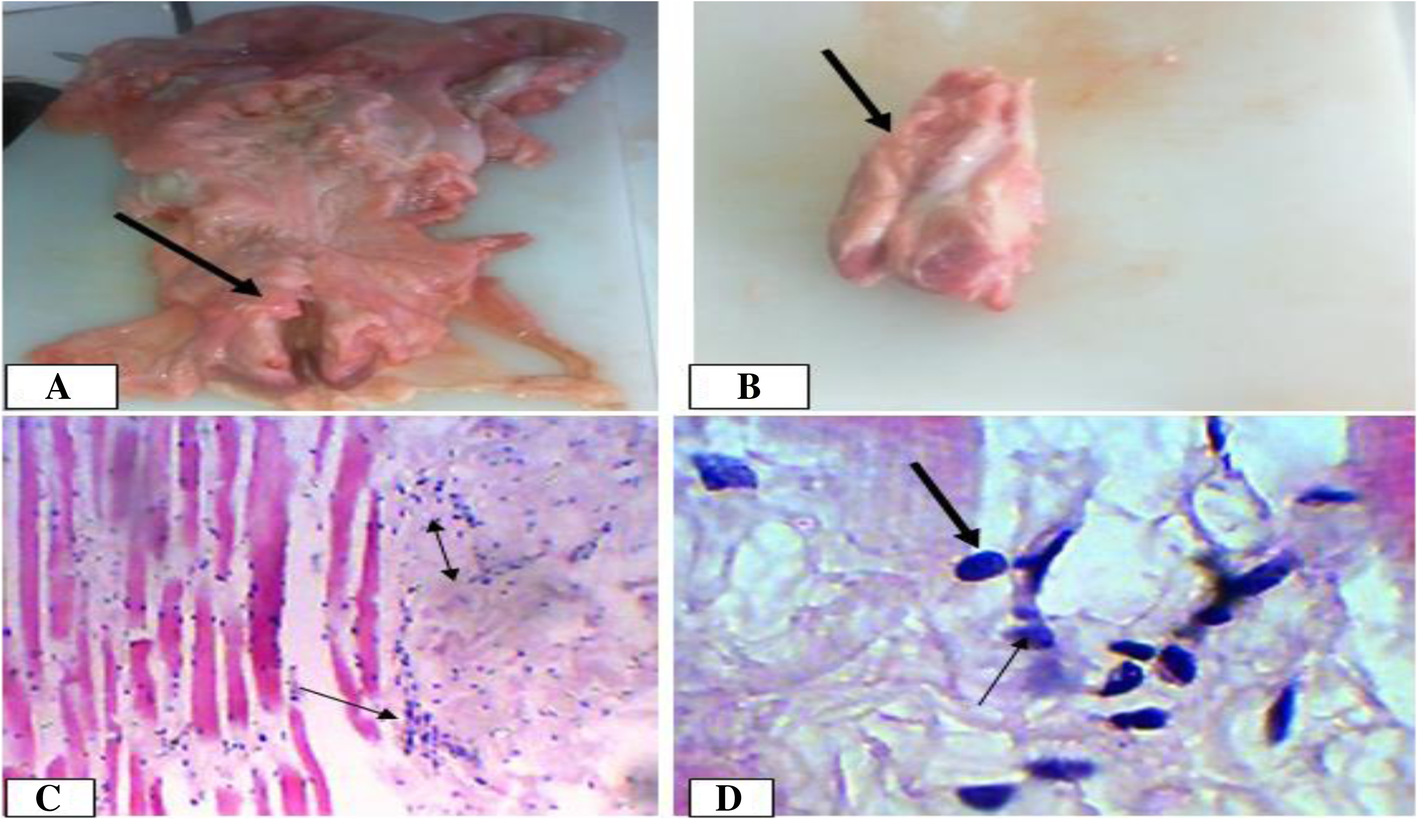 Fig. 10