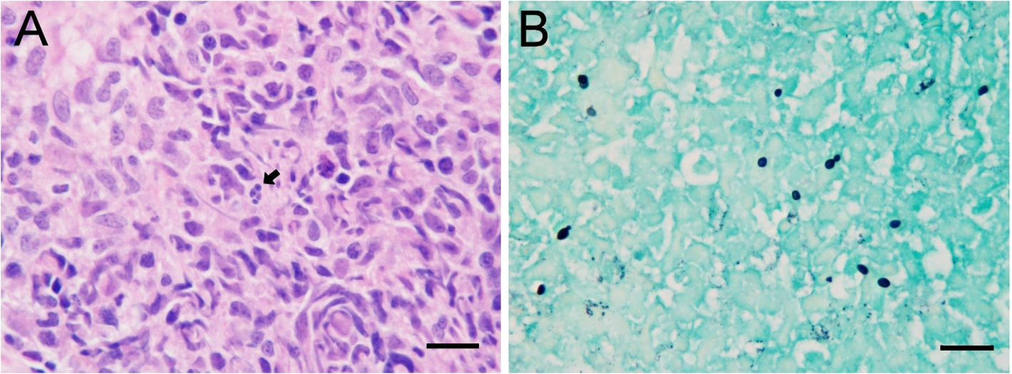 Fig. 7