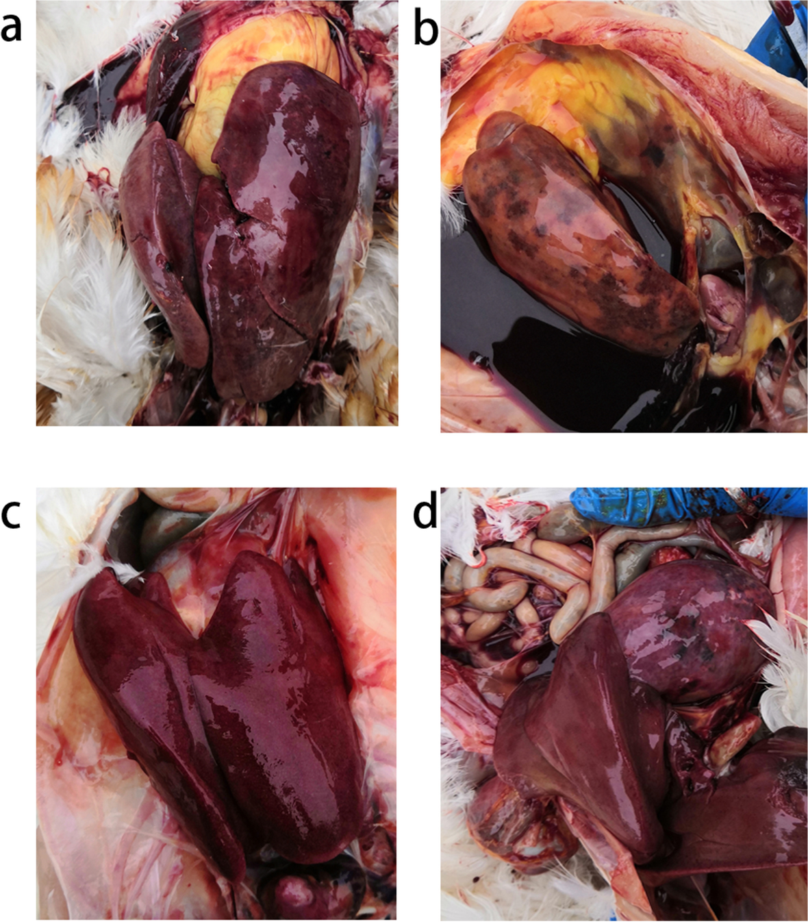 Fig. 2