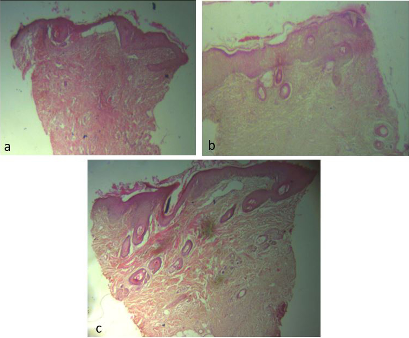 Fig. 5