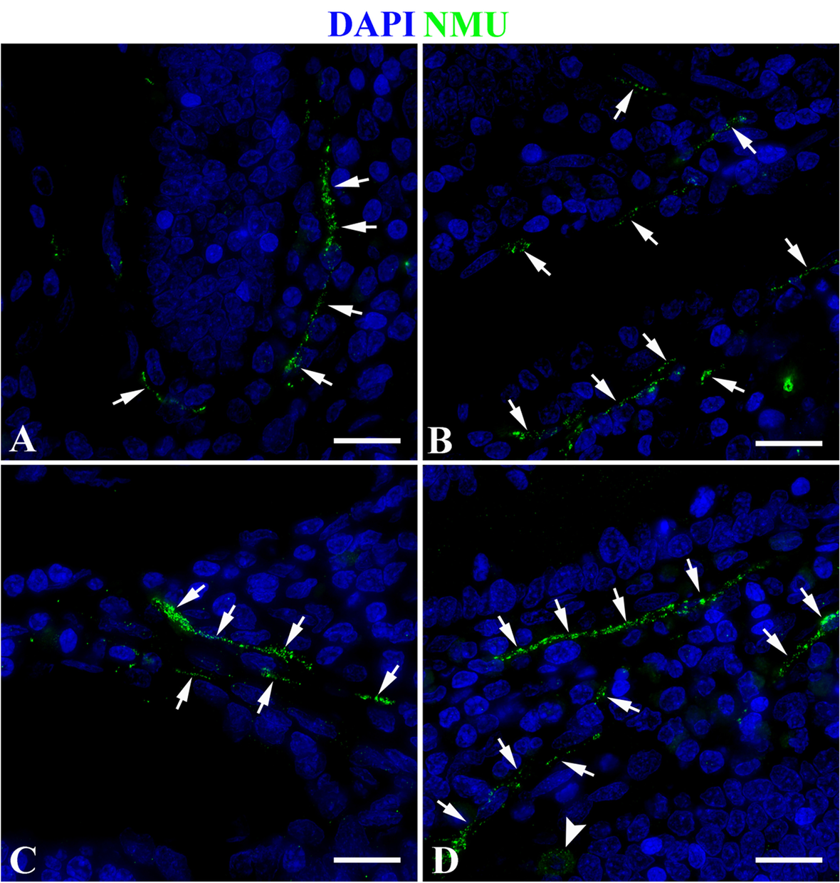 Fig. 10