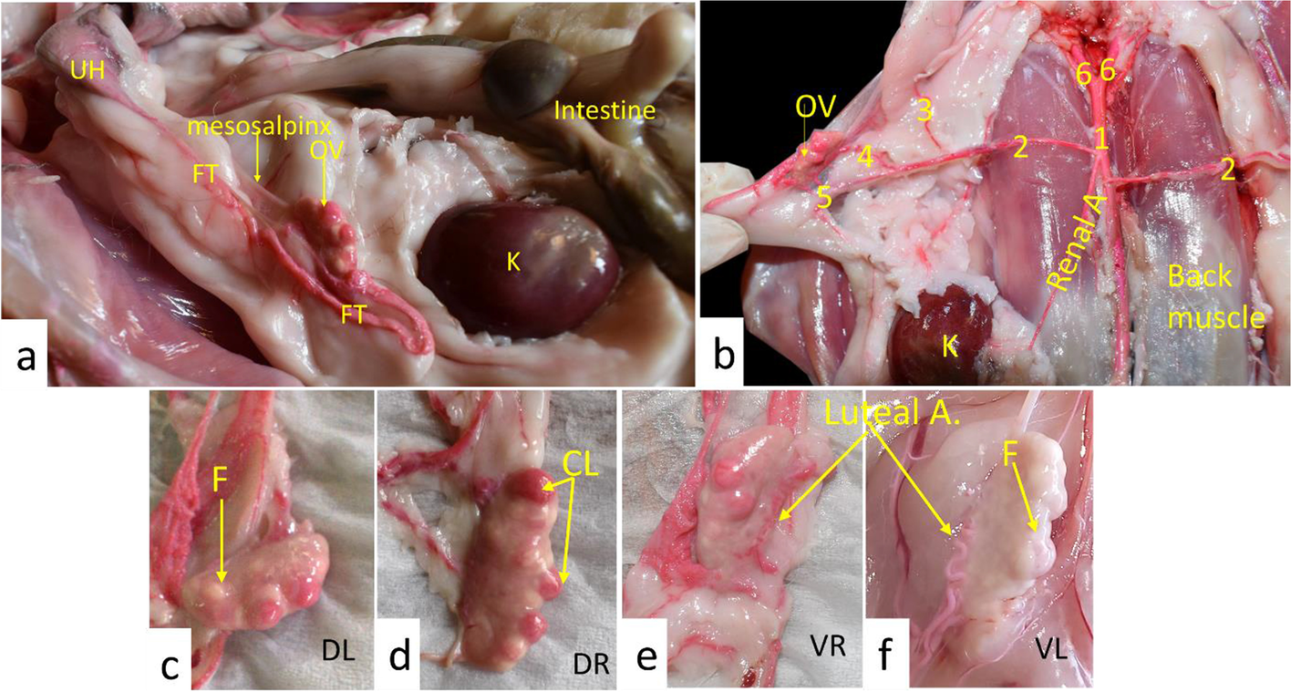 Fig. 3