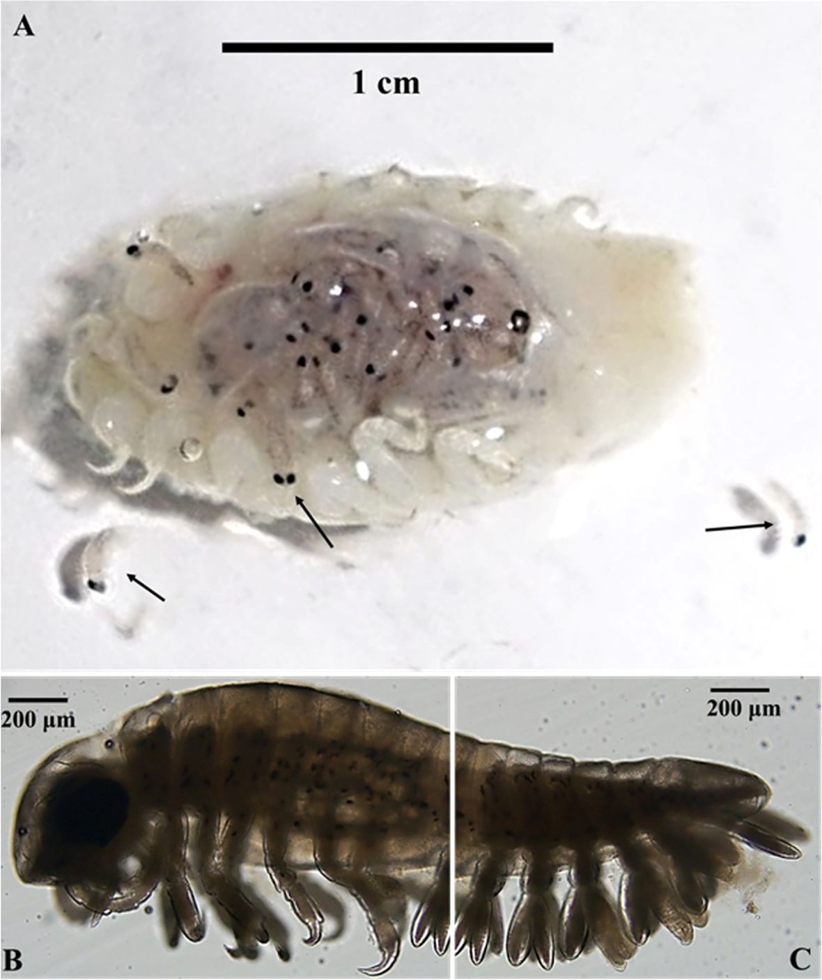 Fig. 5