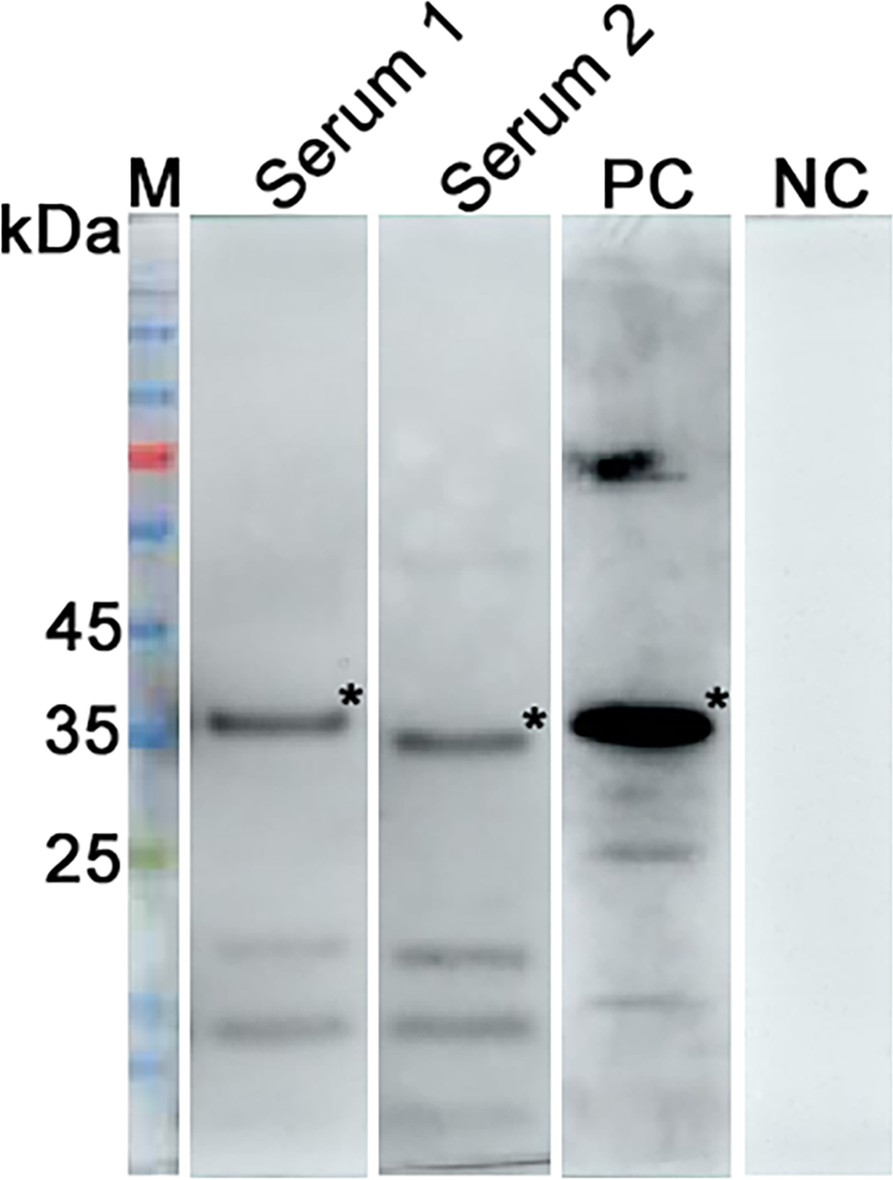 Fig. 8