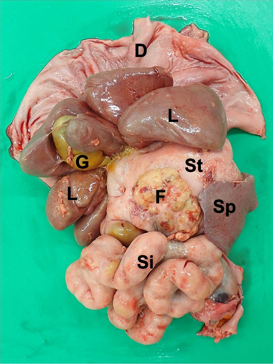 Fig. 5